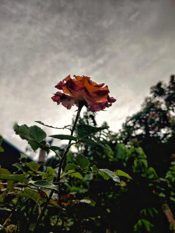 Westernghats Homestay Madikeri Esterno foto
