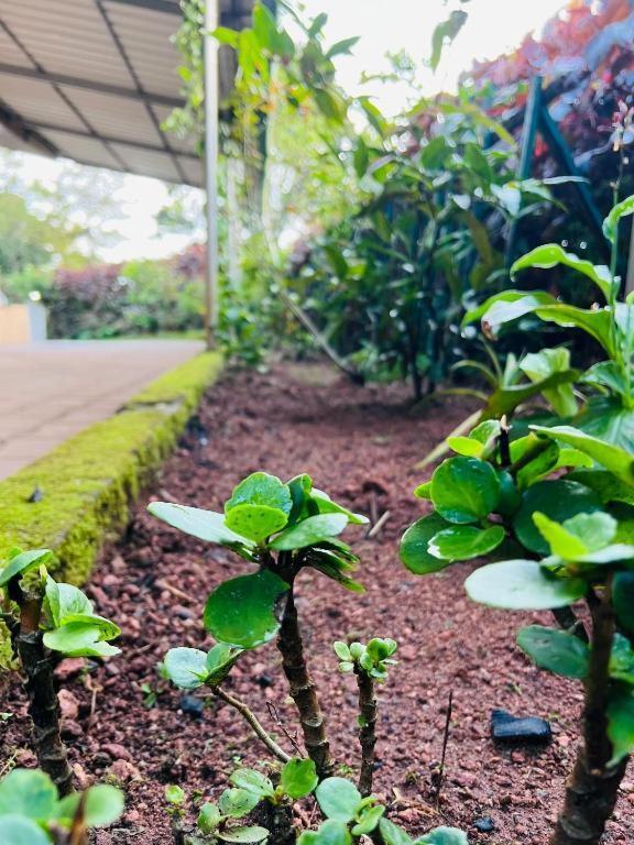 Westernghats Homestay Madikeri Esterno foto