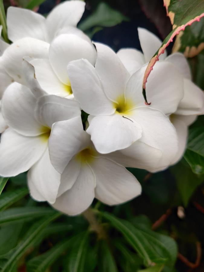 Westernghats Homestay Madikeri Esterno foto