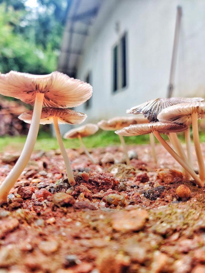 Westernghats Homestay Madikeri Esterno foto