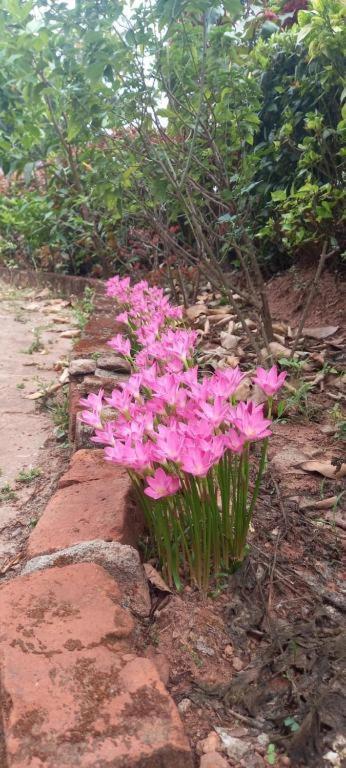 Westernghats Homestay Madikeri Esterno foto
